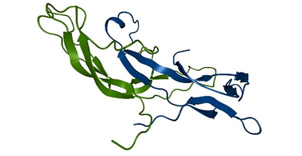 ヒト絨毛性ゴナドトロピン (βhCG)